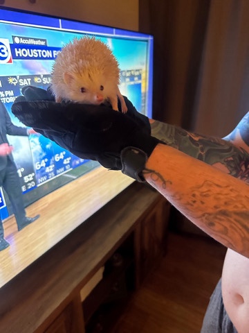 hedgehog – albino hedgehog