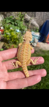 Bearded Dragons Needing Homes UK