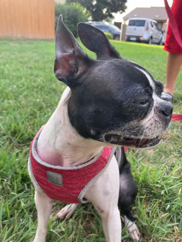 Boston Terrier – Chloe