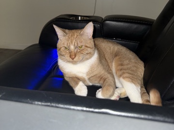 Orange Tabby Cat – Beaverton