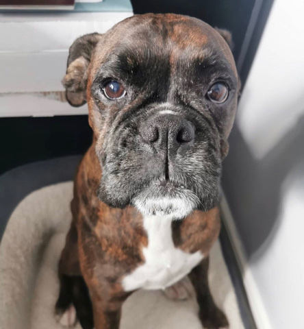 poppy boxer dog