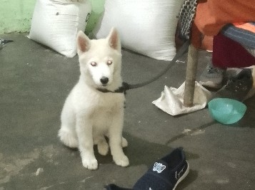 Siberian Husky – pure white male husky puppy