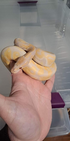 Any – multiple morphs for sale