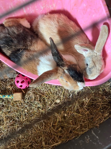 Rehome for two rabbits