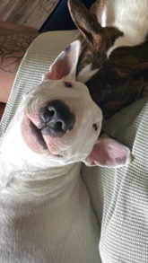 Bull Terrier (Miniature) – English Bull Terrier