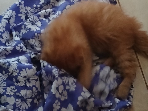 Scottish Fold – kitten – Ajman