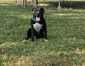 American Pit Bull Terrier – lovable 2 year old pitbull
