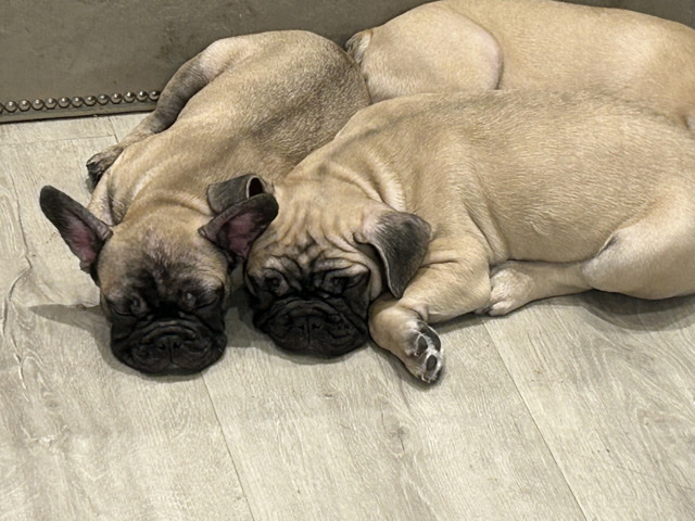 French Bulldog – Puppy French bulldog – Miami Beach