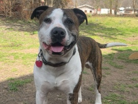Mixed Breed – free to a good home – Greenbrier
