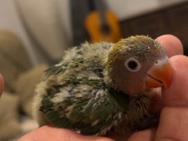 فروخ ببغاء فيشر غر