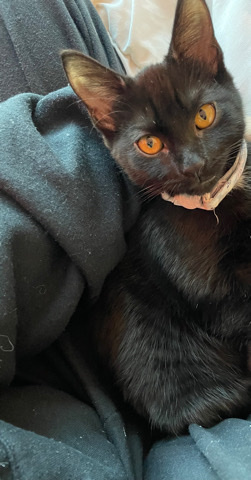 American Shorthair – Moon- black cat