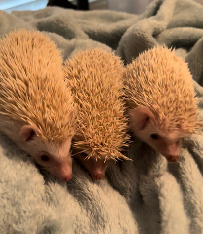 hedgehog – Three musketeers (hedgehogs)