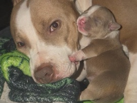 Staffordshire Bull Terrier – StaffordshireBullTerrier Puppies Ready to reserve – Gillingham