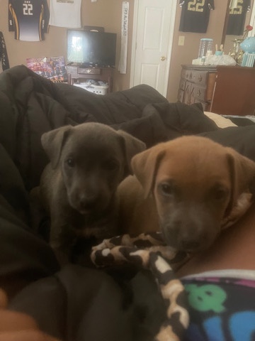 Blue Lacy – blue lacey pups for sale