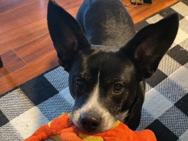 Mixed Breed – olive needs more play – Virginia Beach