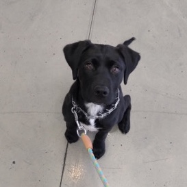 English Mastiff – Meet Teo!