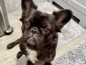 French Bulldog – Sweet 3.5-Year-Old French Bulldog for Sale in Vancouver – Spanaway
