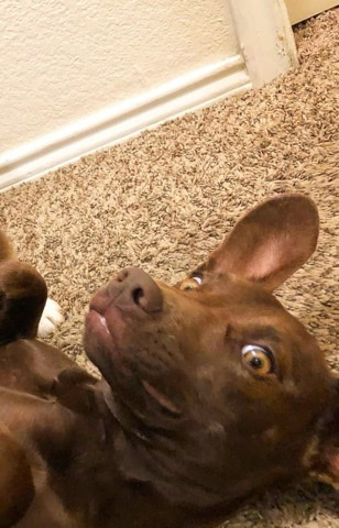 Dachshund – Rehome Nala and Oakley