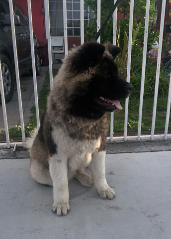Akita – Akita for sale