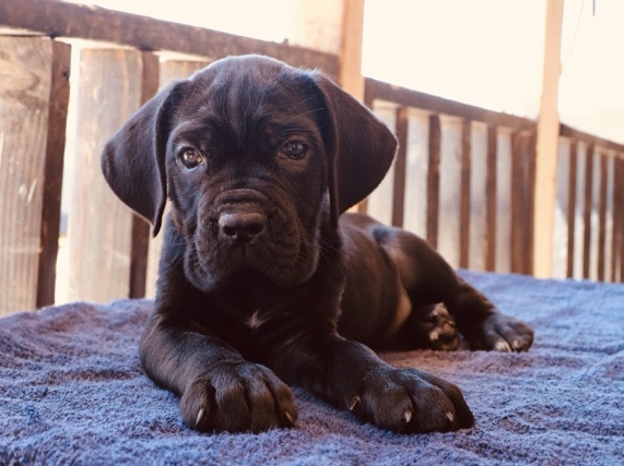 Cane Corso – CANE CORSO – Phoenix
