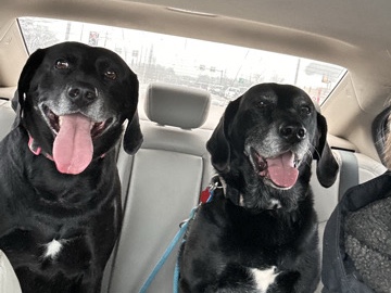 Labrador Retriever – Temporary Foster Needed- Bonded Pair: Badger (11) & Bella (9) – Milwaukee