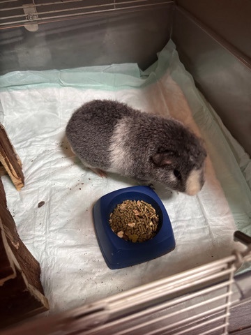 Any – guinea pig