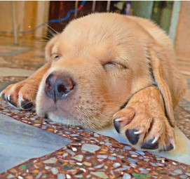 Labrador Retriever – High Breed Labrador