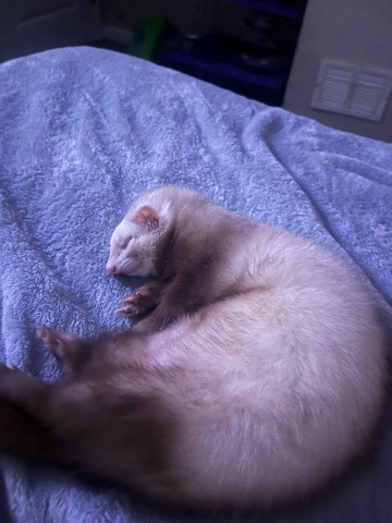 Any – ferret 5 months
