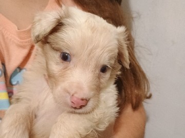 Australian Shepherd – Boy Puppy