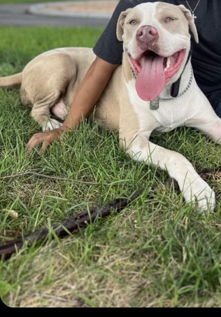 American bully xl