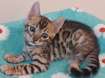 Bengal – Stunning Bengal Kitten for Sale – 2 Months Old in Ajman – Ajman