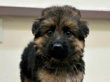 German Shepherd – German Shepherd Male Puppy – Pune