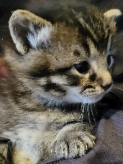 Free Kittens