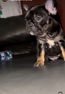 French Bulldog – frenchie puppy