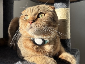 Scottish Fold – Charming Scottish Fold – Spokane