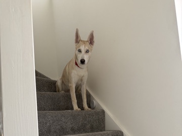 Siberian Husky – Rocky – Mexborough