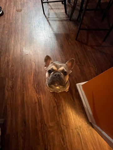 French Bulldog – Chop