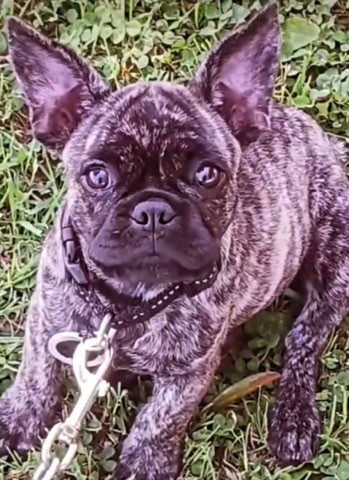 French Bulldog – French bulldog