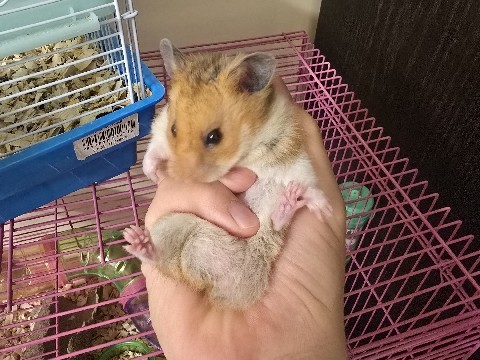 Hamster – هامستر للبيع – الرياض