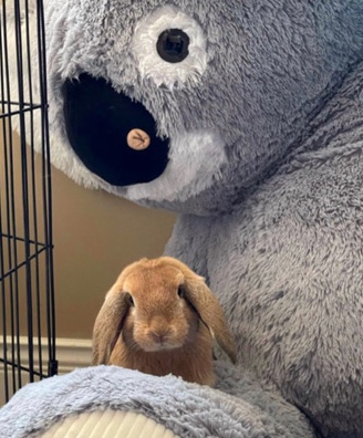 Holland Lop – holland lop bunny