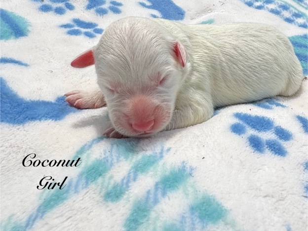 Australian Shepherd – Girl  Border Collie X Aussie – Oklahoma City
