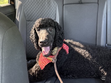 Poodle – Standard poodle – Austell