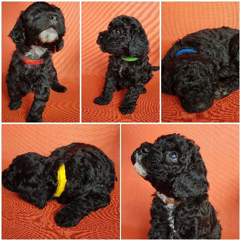 Cockapoo Ready to Go