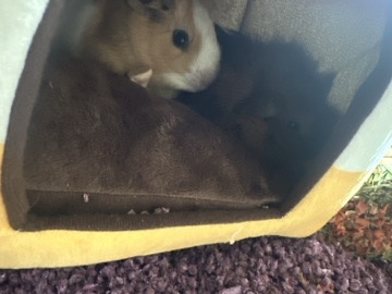 two guinea pigs 