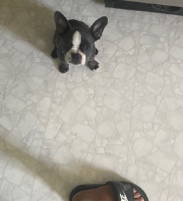 French Bulldog – blue and white female Frenchton puppy