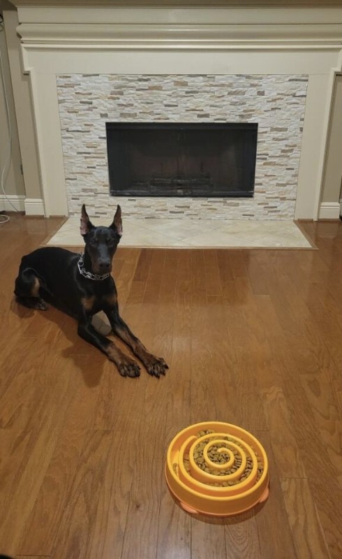 Doberman Pinscher – Loving European Doberman almost Eight months