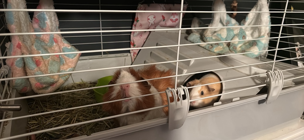 Any – Guinea Pigs