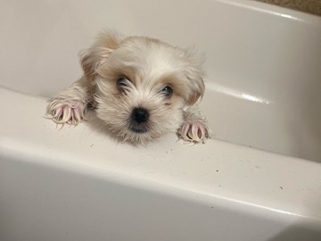 Shih Poo – shihpoo 10 weeks old – Raleigh