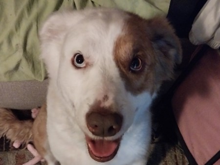 Mixed Breed – Julliette – Las Vegas