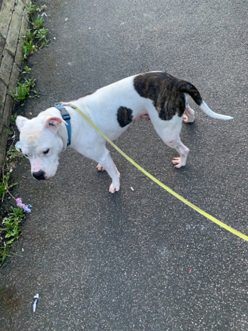 American Bulldog – American bully